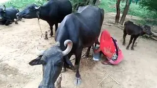 Women buffalo milk video part 1
