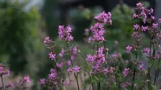 Silene yunnanensis | catchfly