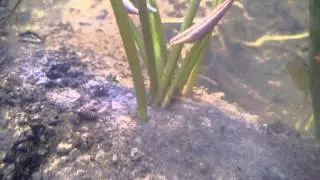 seerosen im aquarium mit teicherde nymphaea x candidissima / anna epple was sind das f&uuml;r f&auml;den
