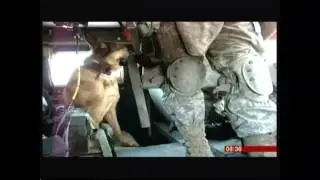 War Dog (Lucca) receives Dickens Medal (UK) - BBC News - 5th April 2016