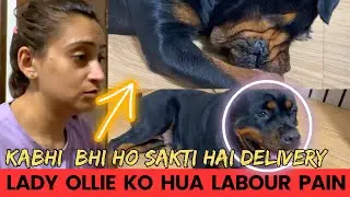 Lady Ollie Ko Huyi Labour Pain: Ab Bache Jaldi Hone Wale Hain | Pregnant Rottweiler Ki Delivery