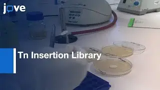 Tn Insertion Library by Bacterial Conjugation in Enterobacteriaceae | Protocol Preview