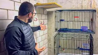 ¿TENDRE PERIQUITOS EN EL NUEVO LOCAL QUE HE ALQUILADO EN SUIZA?