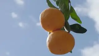 Japonya'nın en lezzetli narenciyesi