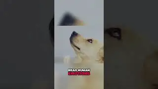 Dogs and Human Emotions: The Amazing Connection