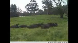 Time-lapse movie of Angus cattle grazing Bronzewing Farm pastures