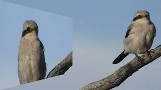 varf&aring;gel