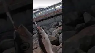 Lure fishing for pollock in Highland Scotland #shorts #fishing #scotland #fish
