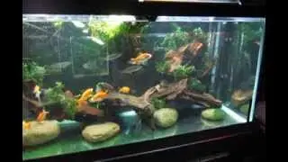 Hepsetus odoe African Pike Characin 01 2014