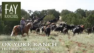 SOLD | Arizona Ranch For Sale | Ox Yoke Ranch | Holbrook, Arizona