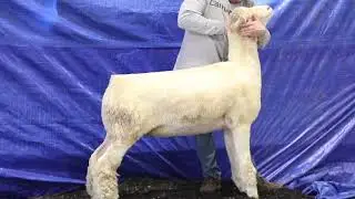Lot 209  2208