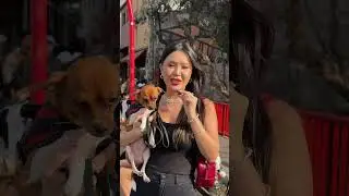 Babadeira Ensina: Sua Cachorra em Japonês!🇯🇵💁🏻‍♀️✨ #traducao #idiomas #japao #japones #tutorial