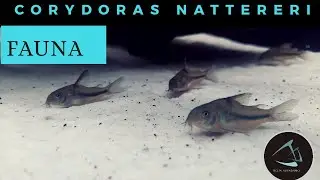 Ep. #60 FAUNA - Corydoras nattereri