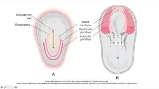 Desarrollo del aparato cardiovascular: formación del asa cardíaca (parte I)