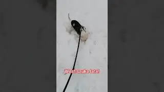 tam na pewno coś jest!#westie #pies #dc #śmieszne #zima2026 #shorts #snow #funny #dog #fyp
