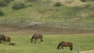 Beautiful Horses Enjoying The Spring Pasture
