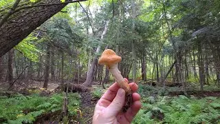Silent Bushwhack & Mushroom Hunt Through The Breezeway Loop (Ottawa) - [27 mins]