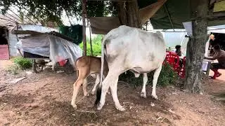 Bucows-Cattle cow