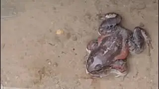 Perereca na piscina!!!