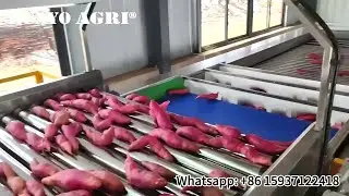 Sweet Potato Washing & Grading Machine for food process company