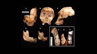 A brief overview of Australopithecus sediba
