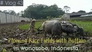 Plowing Rice Fields with Buffalo in Wonosobo, Indonesia