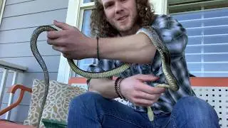 How to tame aggressive/wild snakes