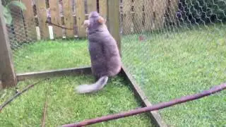 Chinchilla Playing Outside