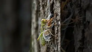 Story telling time #ai #aistory #ants