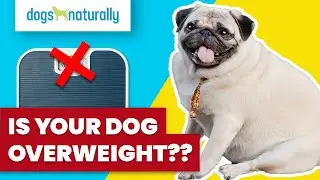 Is Your Dog Overweight?
