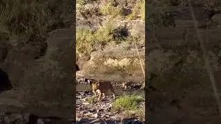 Beautiful sighting this morning of the Fig Tree Pride the six cubs look healthy playful🦁#lion#family