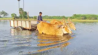 Bull water racing mud ride | Bullock cart lake Water ride | cow videos & oxen videos | rekla race