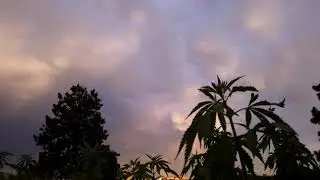 Rainbow Hemp Timelapse
