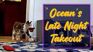 Ocean&rsquo;s Late Night Takeout &mdash; (Kitten Academy class &ldquo;Ocean&rsquo;s Sailing Kit&rdquo;)