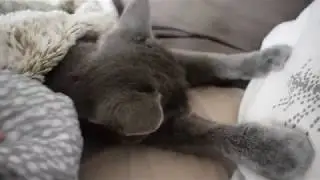 Partir en vacances avec son chat