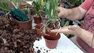 Como replantar suas Cattleyas (parte 2)