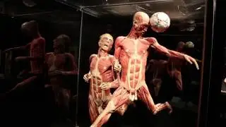 Body Worlds - LUTV News: South Africa