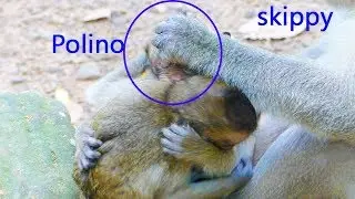Skippy Catch Polino to cheat fall down