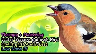 Chaffinch Bird Song Best Quality Audio For Therapy & Mastering (Fringilla Coelebs)