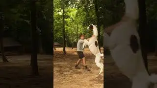 Синдром берсерка у лам