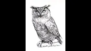 Owl biro Sketch || Line Art Drawing