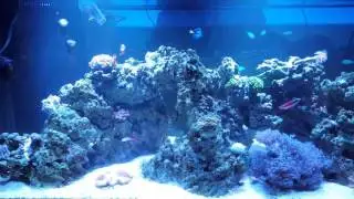 Saltwater Fish Tank at restaurant in Louisville KY