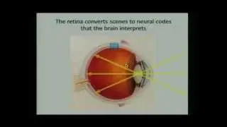 Understanding Vision Loss in Diabetic Retinopathy:  Dopamine suppression of VEGF-induced pathology