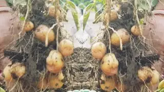 How to Grow Potatoes in Pots & Grow Bags | Easy Method