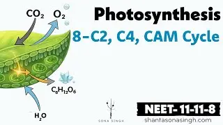 C2 C4 & CAM Cycle | Photosynthesis 8 | NCERT Mapped NEET Biology