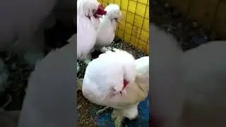 Turkish chicken sultan