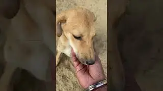 Puppy Love: The Most Adorable Approach Ever 🐶🥹❤️ #love #youtubeshorts #babyanimals #puppy