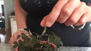 Oxalis Seeds Exploding in Slow Motion