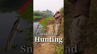 Fish Hunting Airgun | Gaint Snakehead Fish Hunting using Airgun #fishing #airgun #shortsfeed