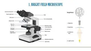 Understanding Light Microscopes